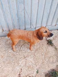 cane da caccia Bassotta Fulvia de Bretagna 