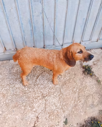 cane da caccia Bassotta Fulvia de Bretagna 