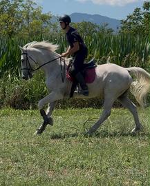 Cavallo castrone sella italiano passeggiate