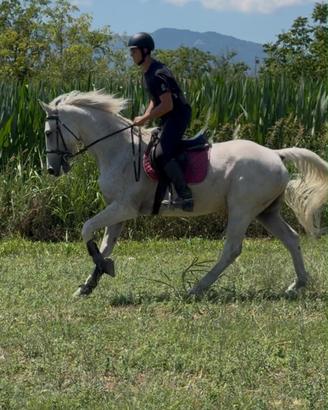 Cavallo castrone sella italiano passeggiate