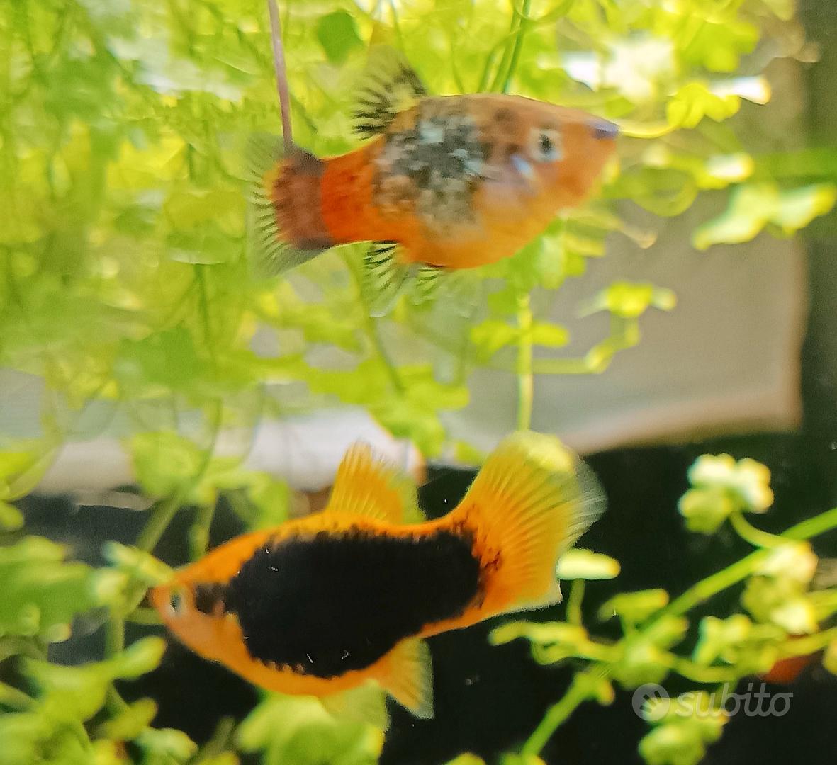 Pesci Platy, piante per acquario. S. Giuliano Mil - Animali In vendita a  Milano