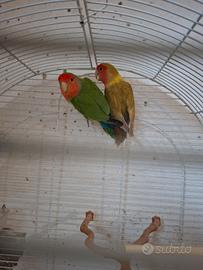 Coppia di separabile