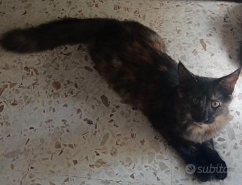 gattini maine coon