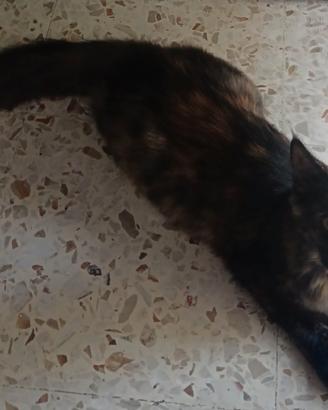 gattini maine coon