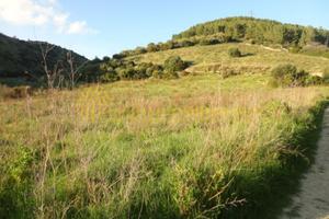 Terreno, Osilo.