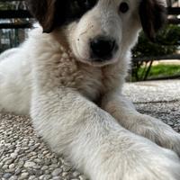 Cuccioli PASTORE DELL'ASIA CENTRALE