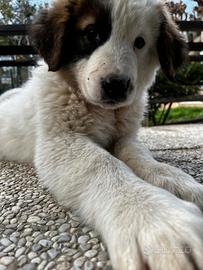 Cuccioli PASTORE DELL'ASIA CENTRALE