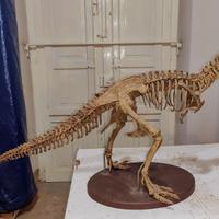 Scheletro Tirannosauro Rex 1 Metro