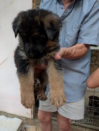 Cuccioli di pastore tedesco con pedigree
