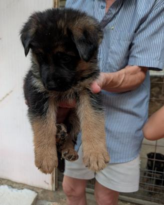 Cuccioli di pastore tedesco con pedigree