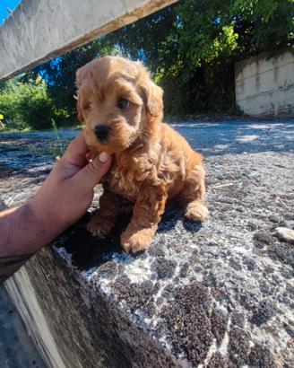 Barboncino Cucciolo Nano