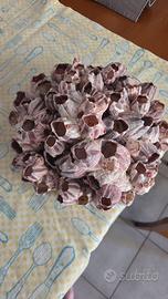 Cluster 28 cm di denti di cane gigante