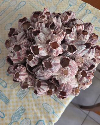 Cluster 28 cm di denti di cane gigante