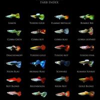 Adotto pesci e piante per acquario