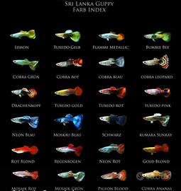 Adotto pesci e piante per acquario