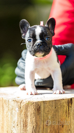 Bulldog francese