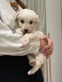 Maltipoo