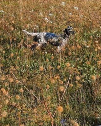 Setter inglese femmina pronta caccia alle beccacce