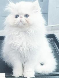Gatti e gattini persiani ipertipici