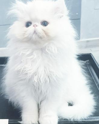 Gatti e gattini persiani ipertipici