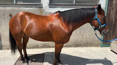 Quarter Horse - 2019 | Castrone Baio