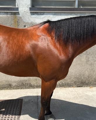 Quarter Horse - 2019 | Castrone Baio