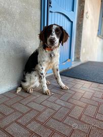 Springer Spaniel