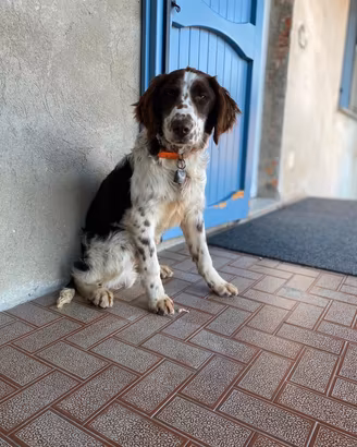Springer Spaniel