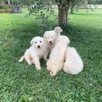 Cuccioli di pastore maremmano abruzzese