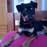 Cucciolo taglia piccola