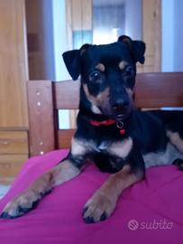 Cucciolo taglia piccola