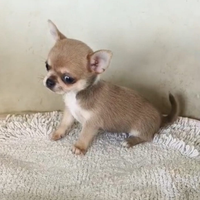 Cuccioli chihuahua