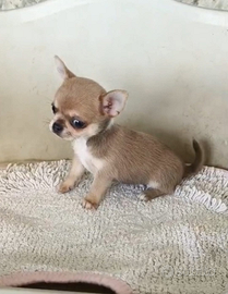 Cuccioli chihuahua