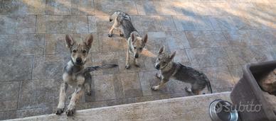 Cuccioli Cane Lupo Cecoslovacco Pedigree