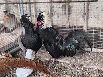 Olandesi nane ciuffate