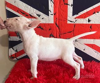 Bull Terrier Standard