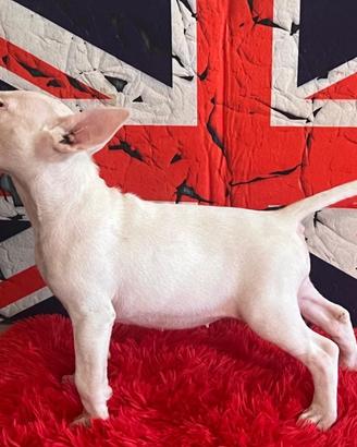 Bull Terrier Standard