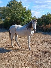 Cavallo