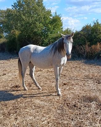 Cavallo