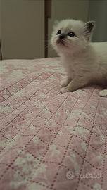 Ultimo cucciolo Sacro Di Birmania