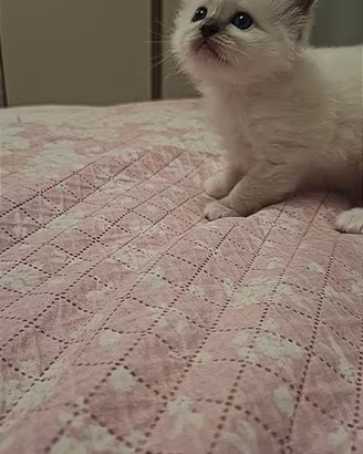 Ultimo cucciolo Sacro Di Birmania