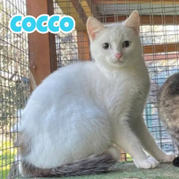 Amarena e Cocco gattini di 5 mesi