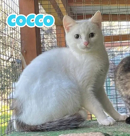Amarena e Cocco gattini di 5 mesi