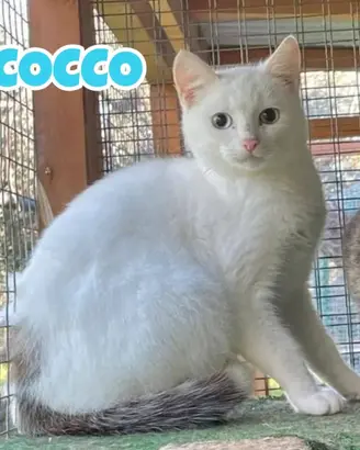 Amarena e Cocco gattini di 5 mesi