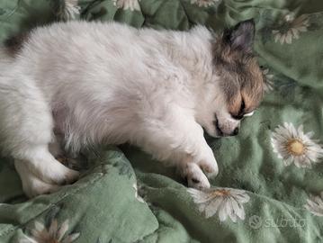 Chihuahua piccola con pedigree