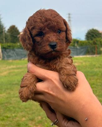 Cucciolo barboncino nano