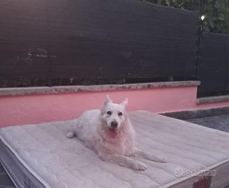Dolcissima cagnolina super obbediente ed in