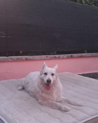 Dolcissima cagnolina super obbediente ed in