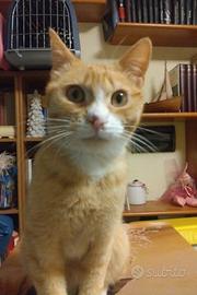 Ginger, gatto di 1 anno da adottare