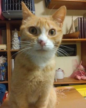 Ginger, gatto di 1 anno da adottare